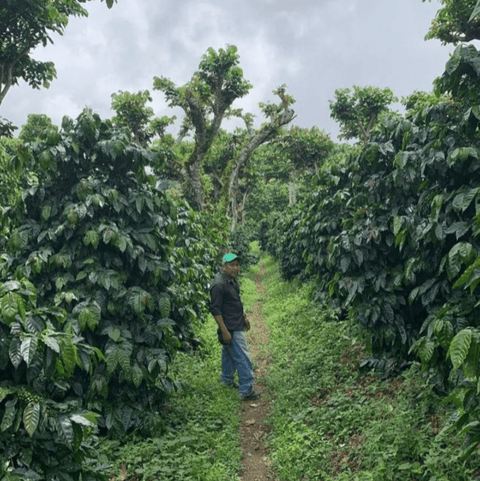 The Land of Volcanoes: El Salvador's Coffee Story